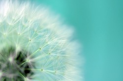 Dreamy dandelion macro