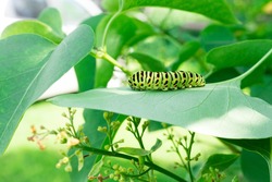 Green caterpillar on lilac leaf, caterpillar in nature