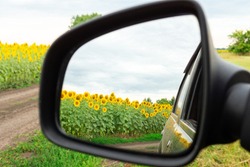 beautiful field with sunflowers, seen from the side window of a car and in the rear-view mirror