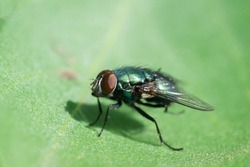 Blowfly, carrion fly, black fly sitting on a green leaf close up. Natural background.
