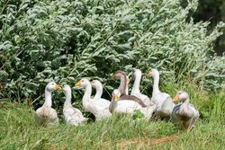 Flock of domestic geese on a green meadow. Summer green rural farm landscape. Geese in the grass, domestic bird, flock of geese