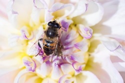 The common drone fly (Eristalis tenax) on flower