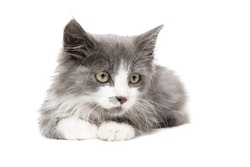 Kitten on white background, gray, russia, summer, isolation