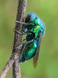 an insect sleeping on a tree branch