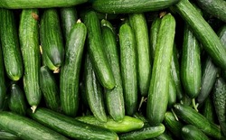 Long cucumbers top view, green vegetables in a box, greenhouse cucumbers, cucumber background, food background, long vegetables, place for text 