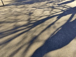 Detailed shadow of a tree on asphalt, Shadow the shadow of passers-by on asphalt road, Dark shadows of trees on grey asphalt street road into sun light, city park way with blurred shadows of forest
