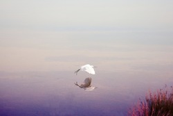 White egret reflection beautiful view  