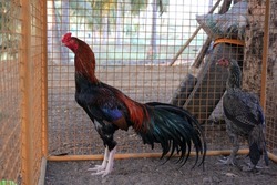 Rooster and hen in one cage for breeding 