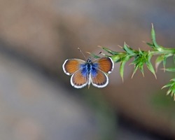Western Pygmy-Blue
(Brephidium exilis) butterfly