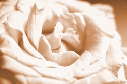 Sepia rose background. Creamy white flower head of beautiful rose. Close up of rose petals
