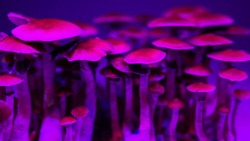background of mushroom caps psychedelic magic Psilocybin mushrooms