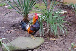 Big cock, rooster on a farmyard on grass