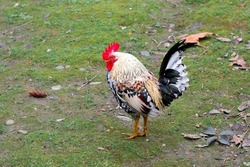 Big cock, rooster on a farmyard on grass