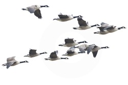 Gaggle of Canada Geese in Formation Flight against a White Sky, Suffolk