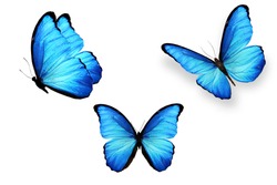 three blue butterflies isolated on white background