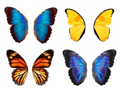 set of wings of tropical butterflies. Isolated on white background. Template for design.