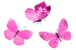  pink tropical butterflies isolated on a white background. moths for design