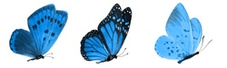  blue tropical butterflies isolated on a white background. moths for design