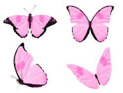  pink  butterflies isolated on a white background. moths for design
