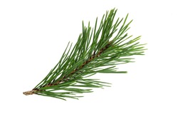 green natural pine branch isolated on white