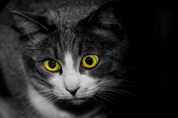 scary black white cat with yellow eyes. High quality photo