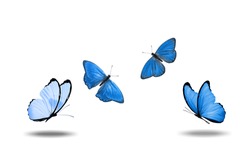 Blue butterflies take off isolatedly on white background. High quality photo