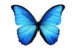 butterfly Morpho didius