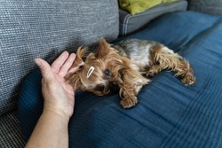 Woman touching her small dog while it having wrest at the coach