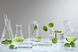 White Background Centella asiatica  for Biological experiment presentation Centella asiatica leaves and green water in biological test tubes. Production of cosmetics based on Centella asiatica .