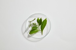 Top view of green tea extract decorated in petri dish and laboratory equipment in white background 