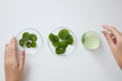 Top view of gotu kola decorated in petri dish and beaker with hand model in white background 