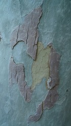 A closeup photo of tan, peeling Sycamore tree bark