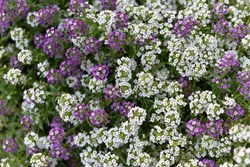 Alyssum. Alyssum flowers. The genera Lobularia and Aurinia are closely related to Alyssum. Floral pattern. Spring and summer flowers background texture.