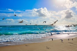 Singer Island beach seagulls at Palm Beach Florida in USA