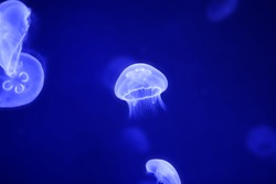 Moon jellyfish over blue water Aurelia Aurita