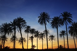 palm trees sunset golden blue sky backlight in mediterranean