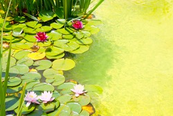 Nenufar Water Lilies on green water pond with clean water