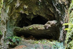 Cave Tunnel, Ruakuri Bush and Scenic Reserve, Waitomo, New Zealand