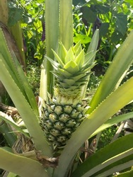 young pineapple growth in the garden