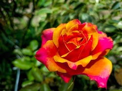blooming rose with multicoloured petals 