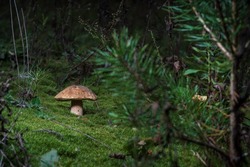A white mushroom hid in a young forest. Soft moss covers the surface of the fertile forest soil
