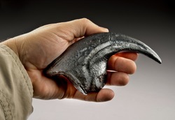 Velociraptor claw also called raptor claw.