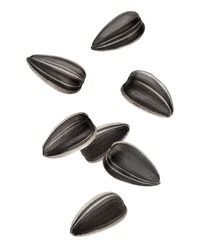 Falling sunflower seed, isolated on white background, clipping path, full depth of field
