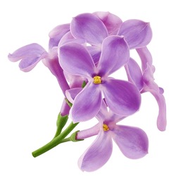 lilac flower isolated on white background, full depth of field, clipping path
