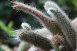 Close-up of exotic plant in clay pot - cleistocactus winteri, also known as monkey tail cactus, golden rat tail, belongs to Cactaceae family.