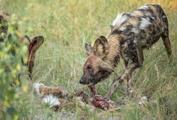 wild dogs eating at the site of a kill