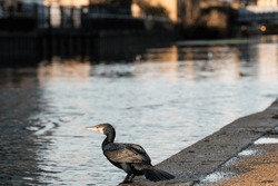 Great cormorant bird is standing on the shore of a canal in London. Wild life in city concept.