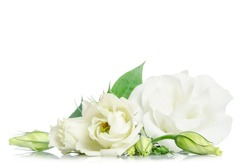 Beautiful eustoma flowers isolated on white background and free space for text at the top