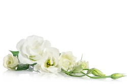 corner fron beautiful white eustoma flowers isolated on white background