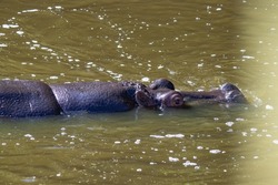 a close up of a hippopotamus swimming underwater
